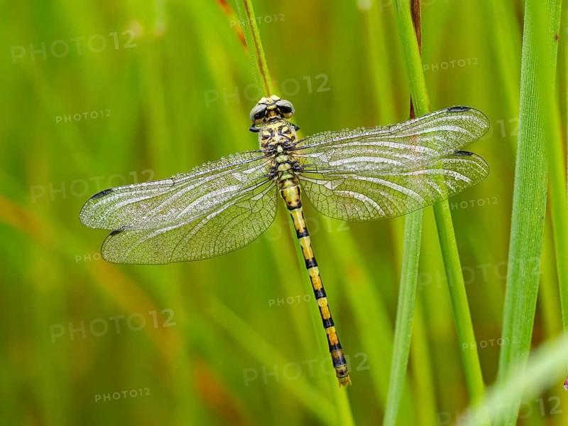 Southern Hawker, dragonfly, insect, (Aeshna cyanea), dragonfly family, Europe, Greece, Lesbos Island, Lesbos, Lesbos Island, Greece