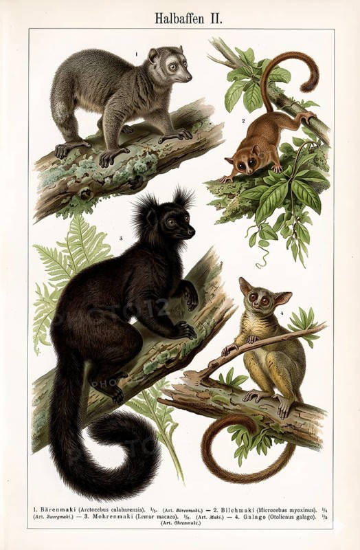 Display board prosimians, animal world, animal kingdom, monkey, wild animal, Africa, primates, bear macaques (Arctocebus), black lemurs (Eulemur macaco), galagos (Galagonidae or Galagidae), bush baby, historical illustration, digitally processed