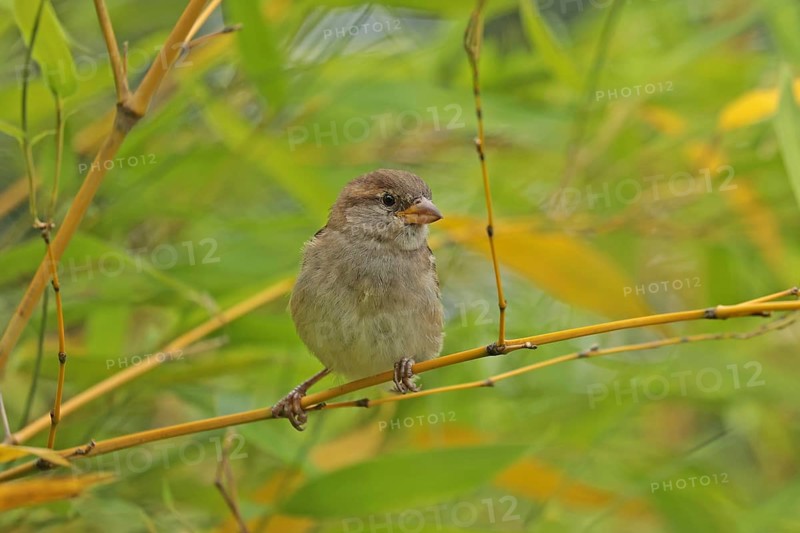 House Sparrow (Passer domesticus)