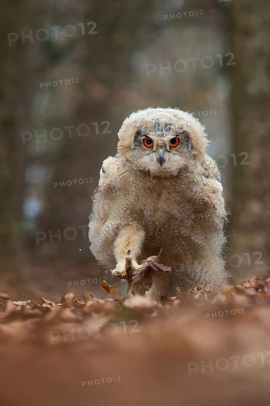 Eurasian Eagle-Owl (Bubo bubo) juvenile walking on the ground, North Rhine-Westphalia, Germany