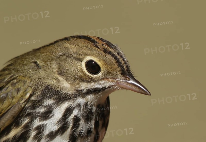 Ovenbird (Seiurus aurocapilla), Saskatchewan, Canada