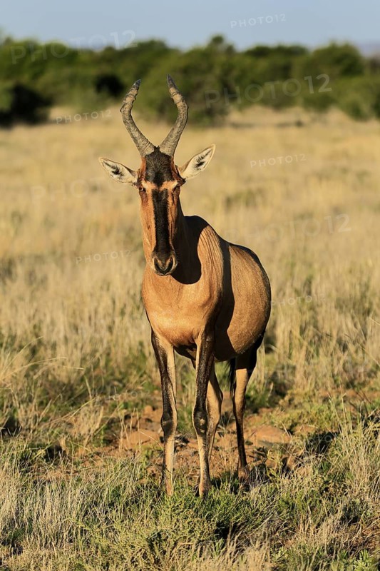 Red hartebeest (Alcelaphus buselaphus caama), Kaama, adult, alert, foraging, Mountain Zebra National Park, Eastern Cape, South Africa