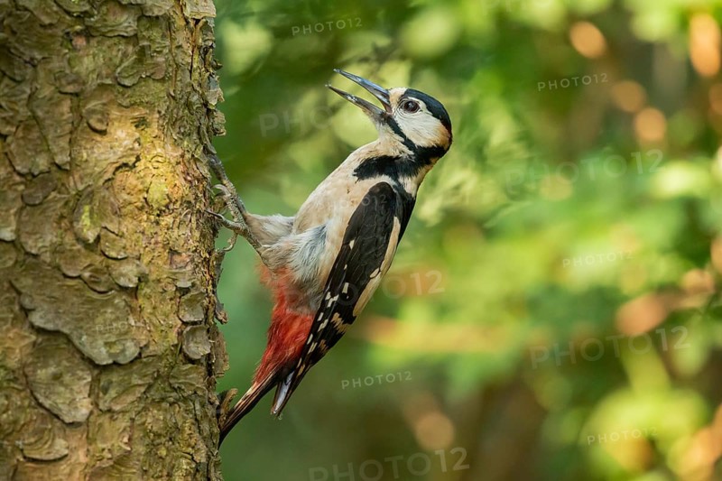 Great Spotted Woodpecker (Dendrocopos major) male climbing up a tree, Lower Saxony, Germany