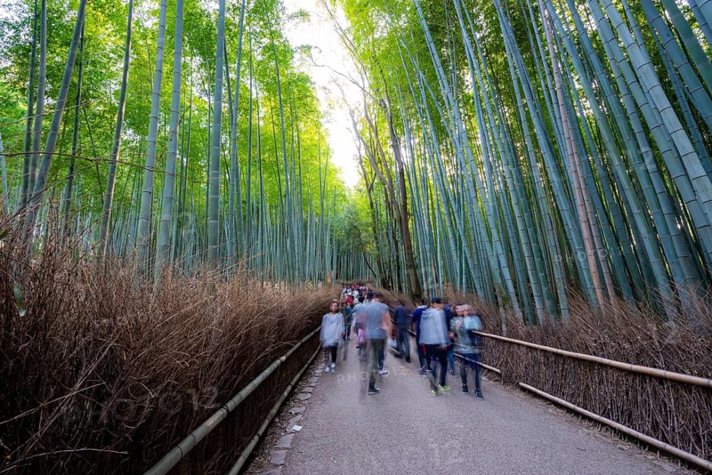 Visitors on their way through bamboo forest, motion blur, long exposure, towering bamboo stems in Arashiyama bamboo forest, Kyoto, Japan