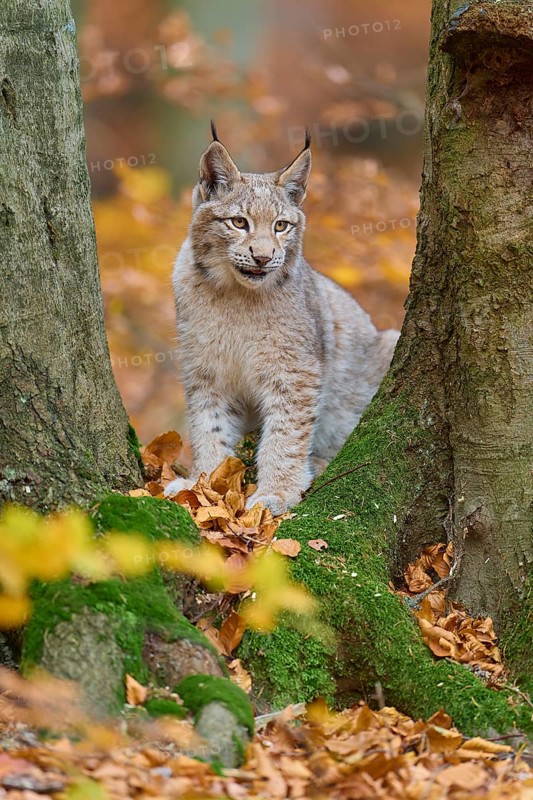 Eurasian lynx (Lynx lynx), in forest at autumn