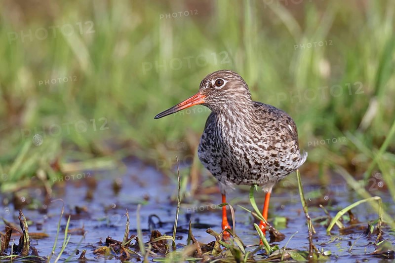Redshank (Tringa totanus) standing on a flooded meadow, snipe bird, spring, wildlife, Hüde, Ochsenmoor, Dümmer See, Hüde, Lower Saxony, Germany