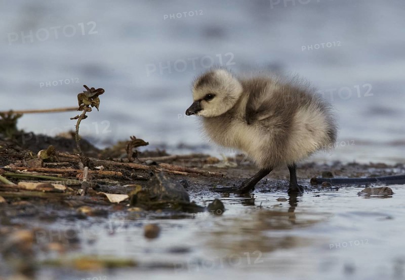 Barnacle Goose (Branta leucopsis) juvenile, Schleswig-Holstein, Germany