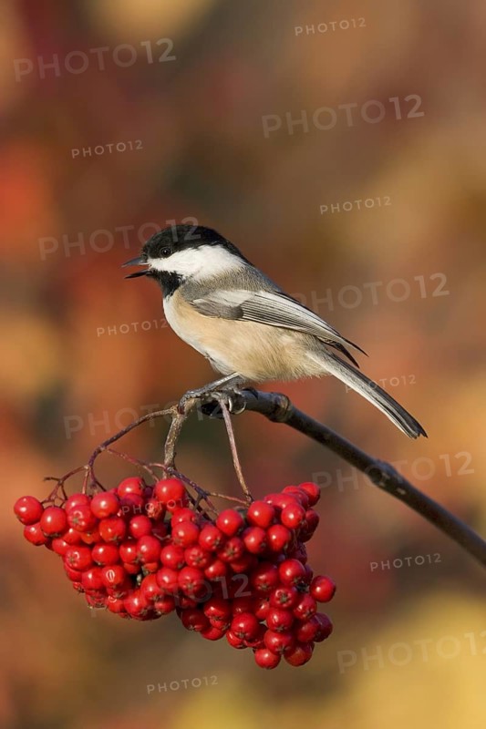 Black-capped Chickadee Poecile atricapilla Minneapolis, Minnesota, USA 1 November Adult on Mountain Ash (Sorbus americana) berries. Paridae