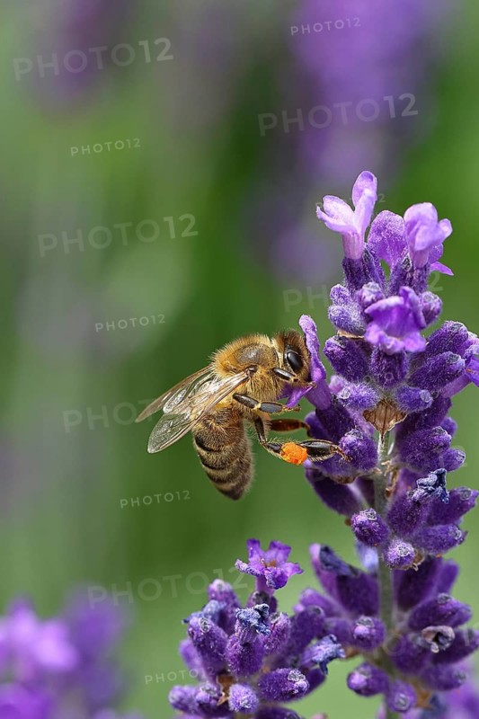 Honey bee (Apis mellifera) on a lavender flower (Lavandula angustifolia), macro photograph, Wilnsdorf, North Rhine-Westphalia, Germany