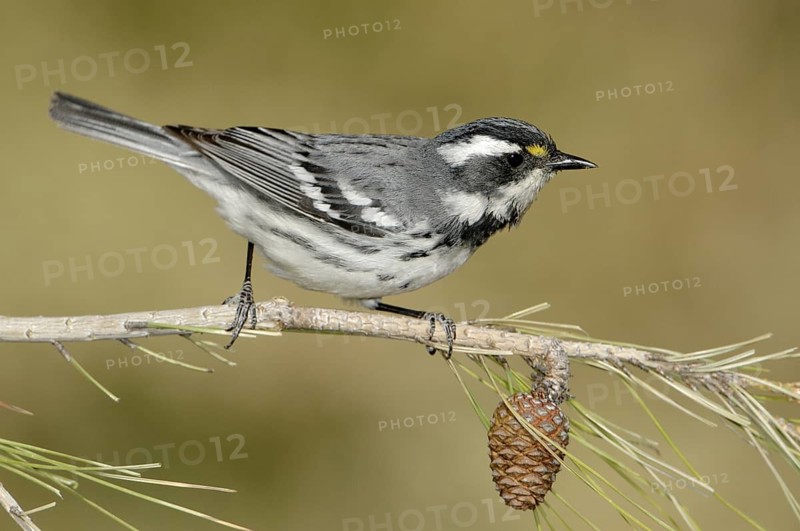 Black-throated Grey Warbler (Setophaga nigrescens), California, USA