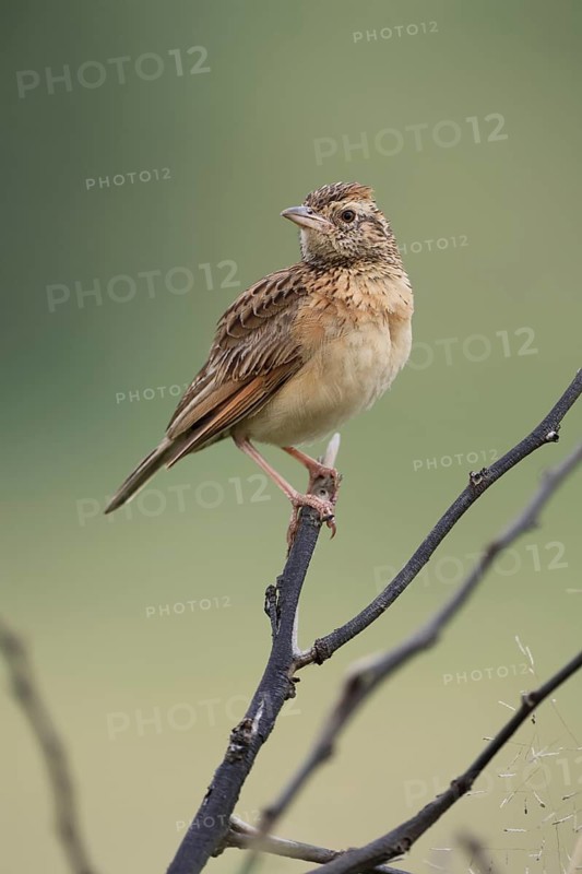 Bush Pipit (Anthus caffer), adult, on tree, perch, Pilanesberg National Park, North West Province, South Africa, Africa, Germany