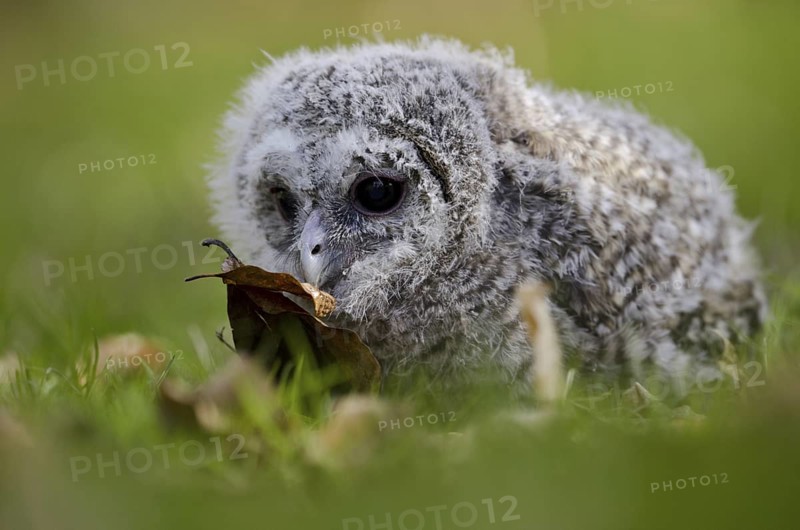 Tawny Owl (Strix aluco) juvenile, North Rhine-Westphalia, Germany