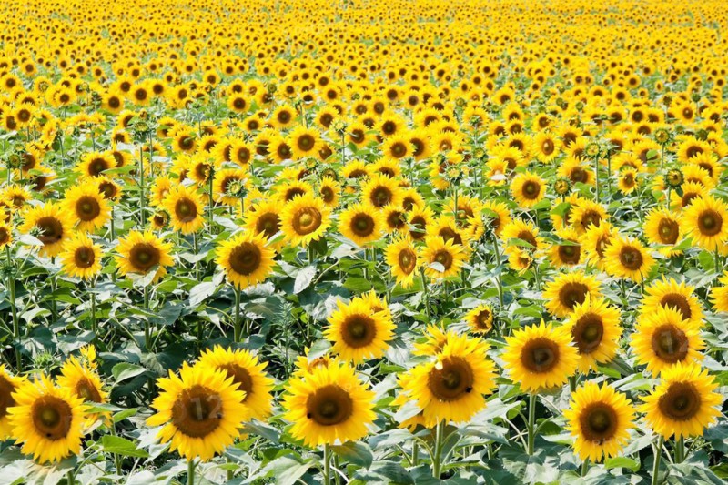 A field of blooming sunflowers, sunflowers