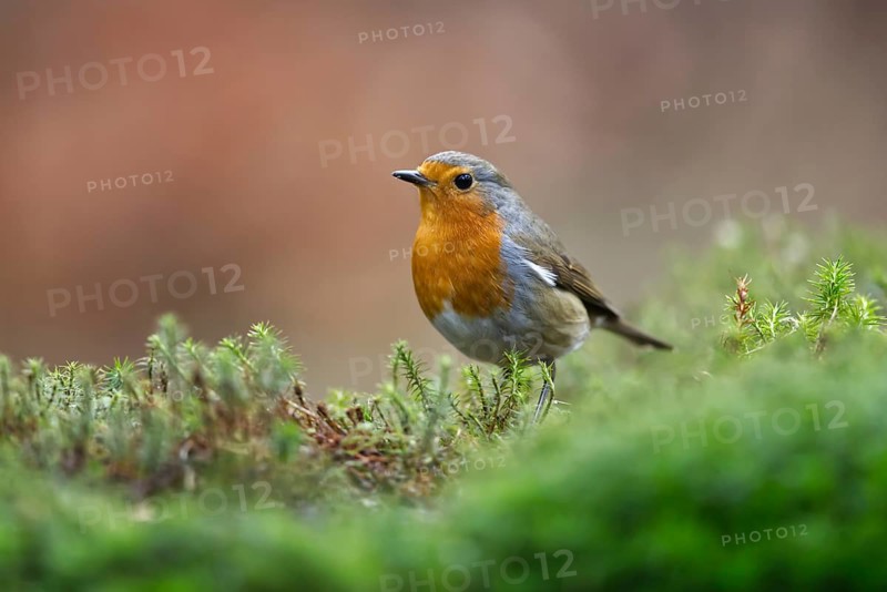 European Robin (Erithacus rubecula), Netherlands