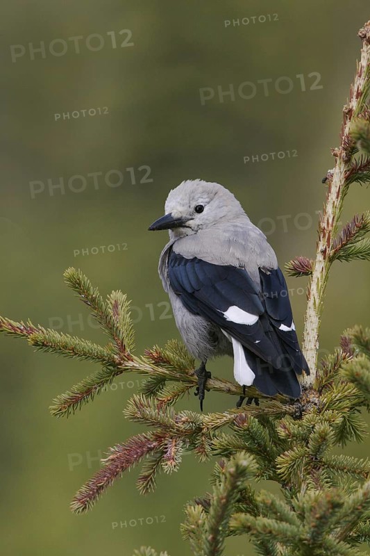 Clark's Nutcracker (Nucifraga columbiana), Alberta, Canada