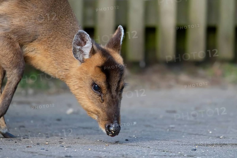 Muntjac deer (Muntiacus reevesi) adult mammal feeding on an urban path, England, United Kingdom