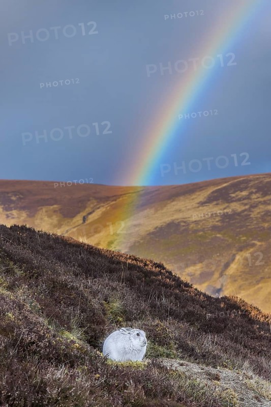 Rainbow and mountain hare, snow hare (Lepus timidus) in white winter pelage resting in the hills in late winter, Cairngorms National Park, Scotland, United Kingdom