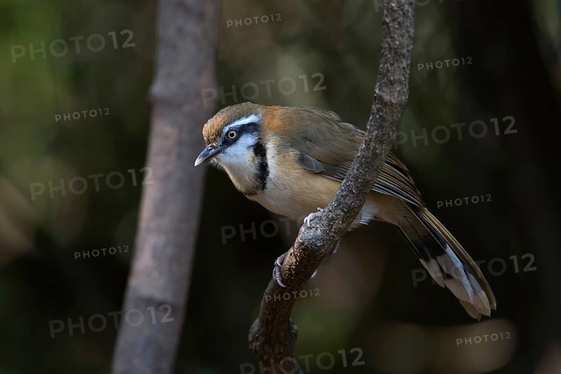 Lesser Necklaced Laughingthrush (Garrulax monileger), Kaeng Krachan, Thailand