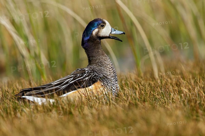 Chiloe Wigeon (Mareca sibilatrix) at the edge of a small pond, Falkland Islands