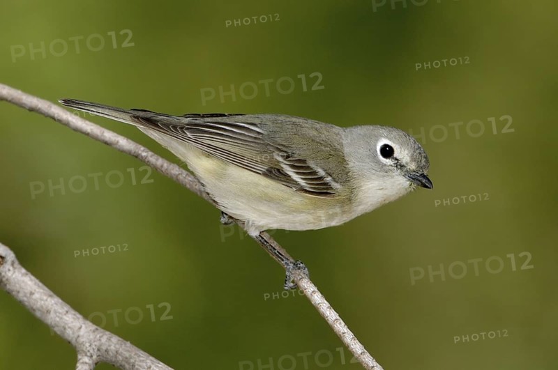 Cassin's Vireo (Vireo cassinii), California, USA