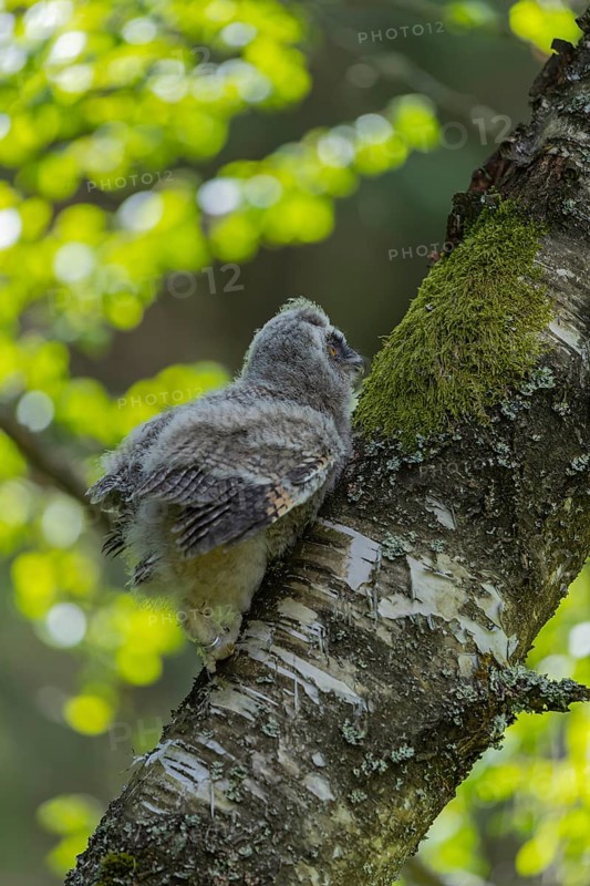 One young long-eared owl (Asio otus), sitting on a branch of a tree. Green vegetation in the background
