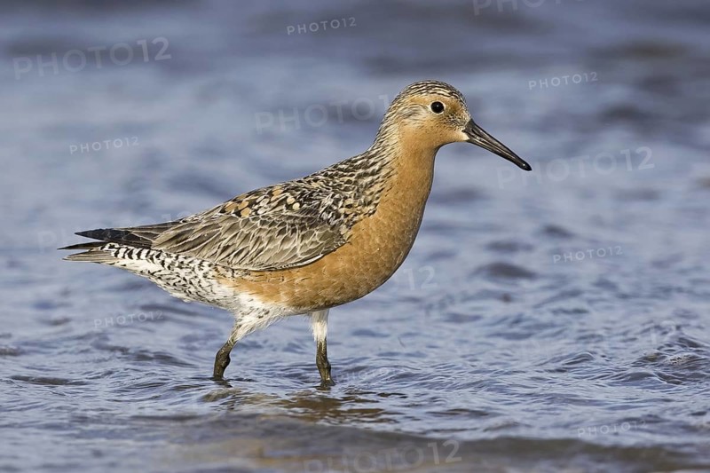 Red Knot (Calidris canutus), Delaware, USA