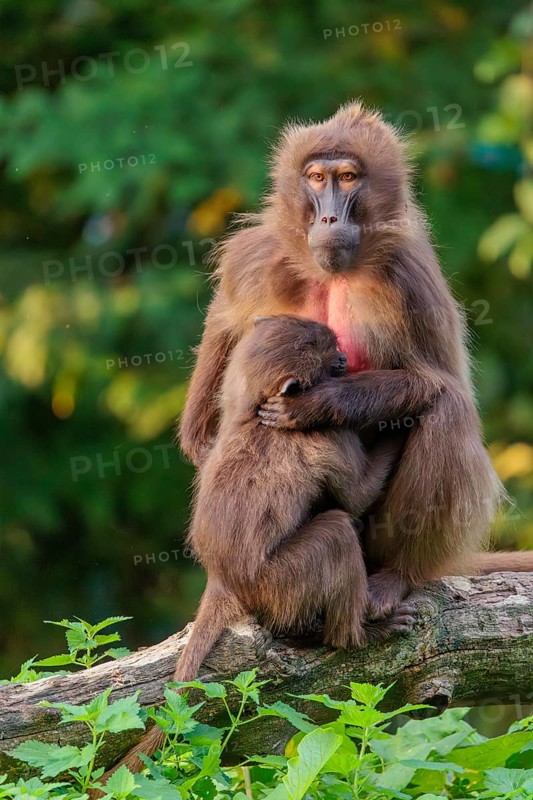A female Gelada (Theropithecus gelada), or bleeding-heart monkey sits in beautiful light on a lying tree trunk and nurses her baby. A green forest can be seen in the background