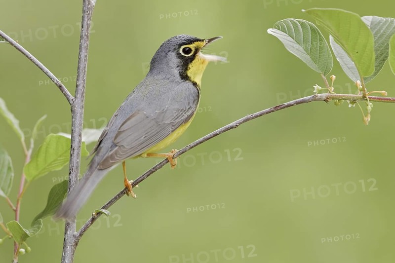Canada Warbler (Cardellina canadensis) singing, Ontario, Canada