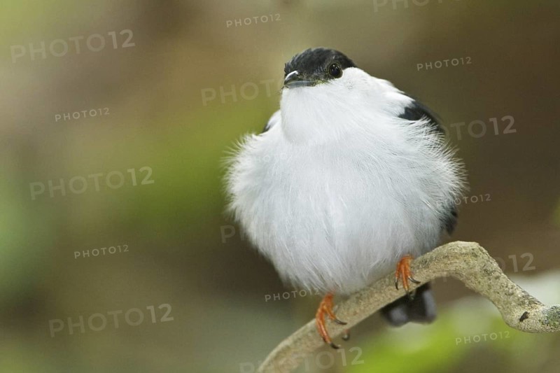 White-bearded Manakin (Manacus manacus), Trinidad and Tobago