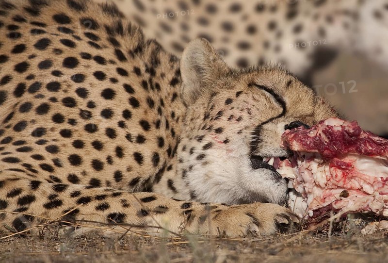 Cheetah (Acinonyx jubatus) female feeding on kill, Castile-La Mancha, Spain
