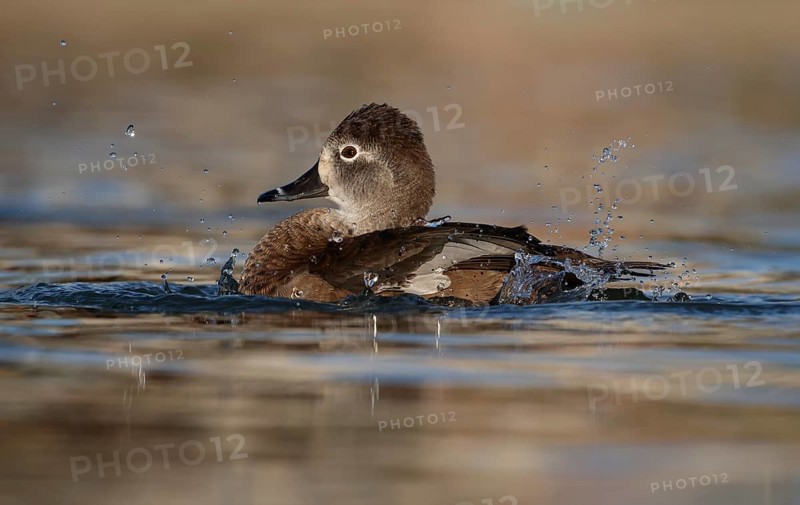 Ring-necked Duck (Aythya collaris) female, Texas, USA