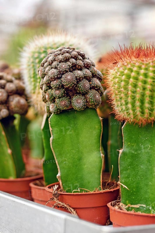 Close up of grafted cacti. Two different species of cacti combined together to form a single plant