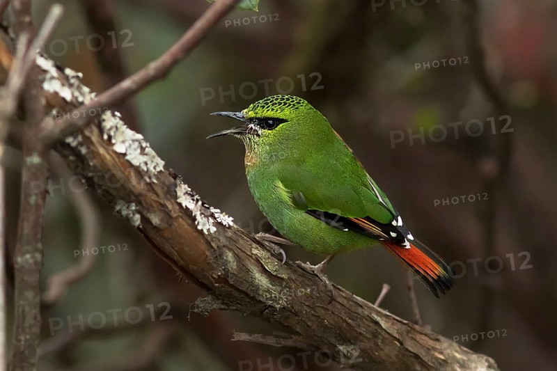 Fire-tailed Myzornis (Myzornis pyrrhoura) singing, Darjeeling, India