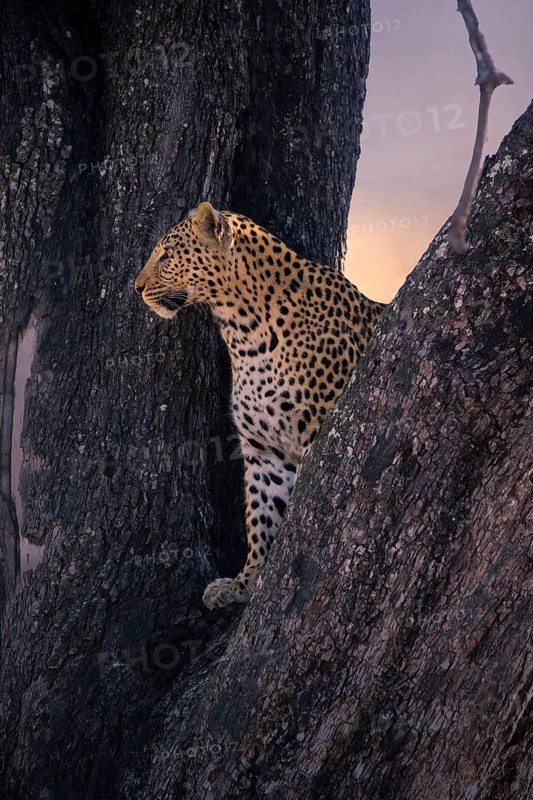 Leopard, with young, 6 months, old, Panthera pardus, Botswana, Botswana, Botswana
