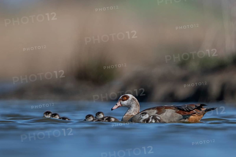 Egyptian Goose (Alopochen aegyptiaca) with chicks, Schleswig-Holstein, Germany
