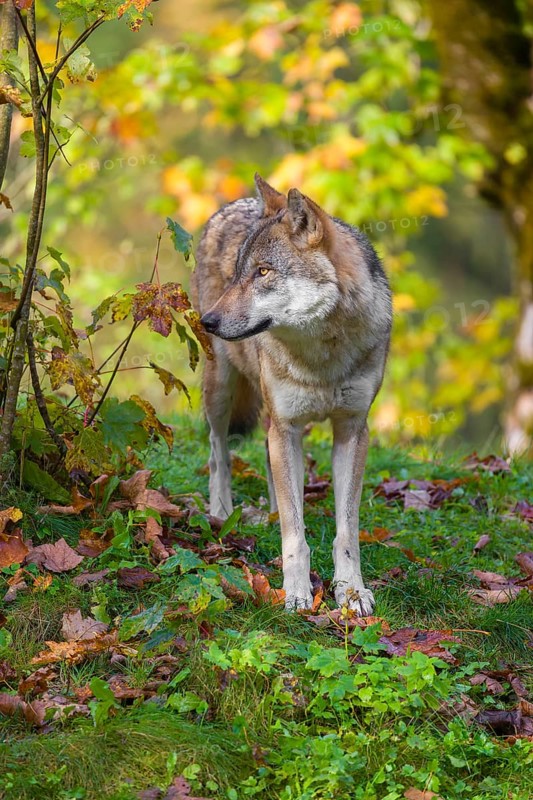 A eurasian gray wolf (Canis lupus lupus) stands on a meadow on a hill with a colourful foliage in the background