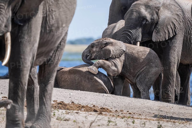 Baby elephant (Loxodonta africana) crawling onto another young elephant surrounded by the elephant herd. Chobe National Park, Botswana