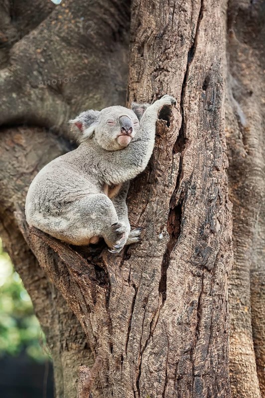 Koala (Phascolarctos Cinereous) resting on a tree, Brisbane, Queensland, Australia