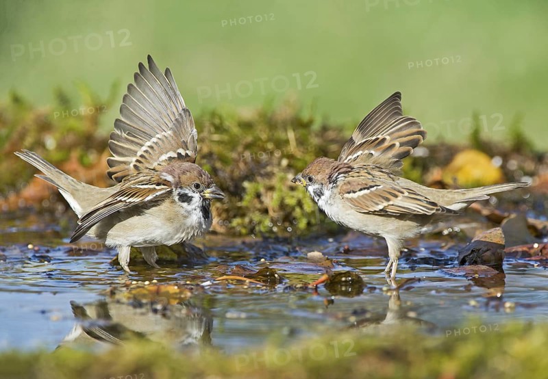 Eurasian Tree Sparrow (Passer montanus) figthting at a waterhole, Aosta Valley, Italy