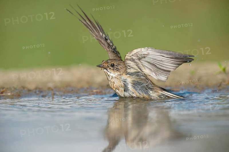 European Pied Flycatcher (Ficedula hypoleuca) bathing in a waterhole, Aosta Valley, Italy