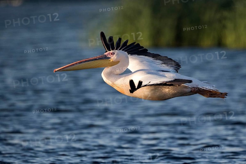 Great White Pelican (Pelecanus onocrotalus) flying, Danube Delta, Romania