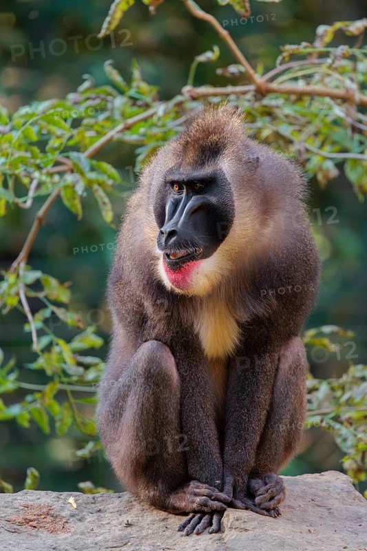 An adult male drill (Mandrillus leucophaeus) sits on a rock on the forest floor