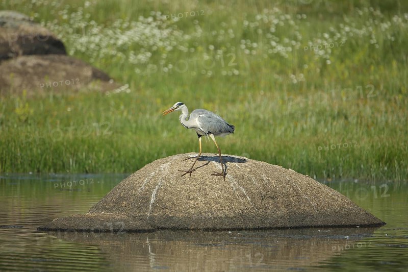 Grey heron (Ardea cinerea) on a rock in the water, Los Barruecos, Malpartida de Caceres, Extremadura, Spain