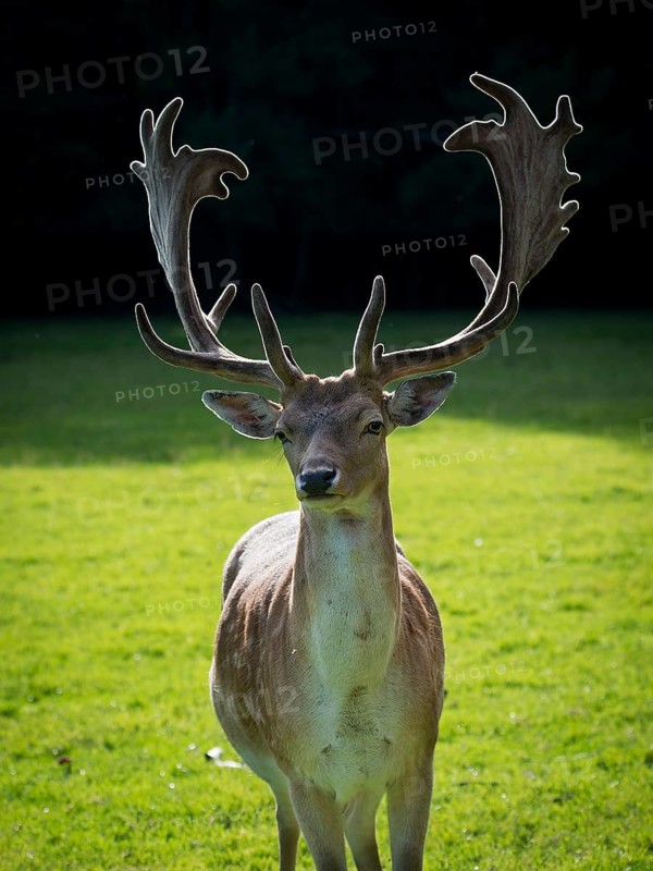 Fallow deer (Dama dama) bull with big horns and backlight. Czechia