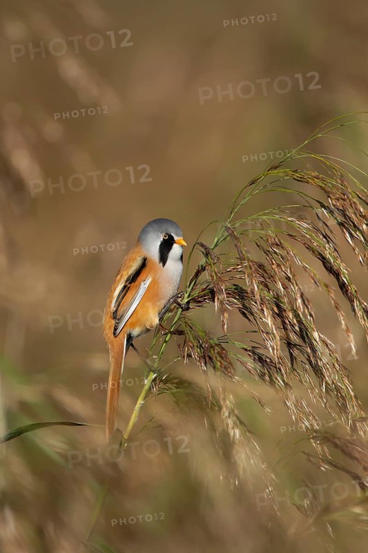 Bearded tit or reedling (Panurus biarmicus) adult male bird on a reed stem in a reedbed, England, United Kingdom