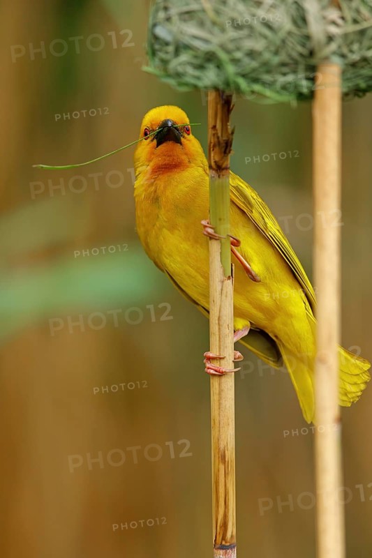A gold weaver building a nest, iSimangaliso Wetland Park, St Lucia, KwaZulu-Natal, South Africa