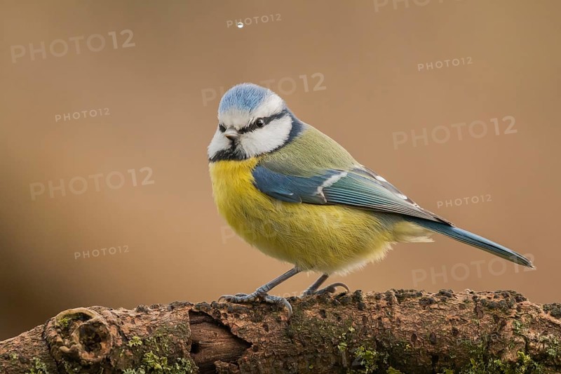 Eurasian Blue Tit (Cyanistes caeruleus) perched on a branch, Lower Saxony, Germany