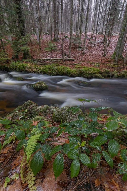 Kleine Ohe creek below Waldhaeuser village in the Bavarian Forest Nationalpark. Flowing water and fallen trees