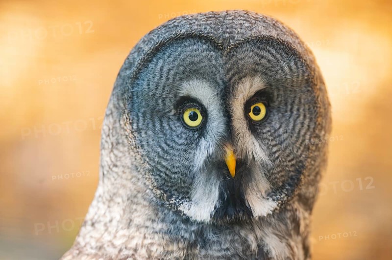 Great grey owl (Strix nebulosa), portrait, Bavaria, Germany