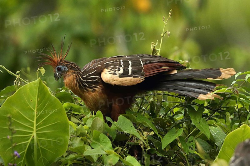Hoatzin (Opisthocomus hoazin) perched in tree, Orinoco Delta, Venezuela